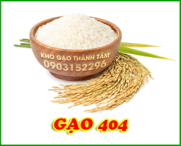 Gạo 404 